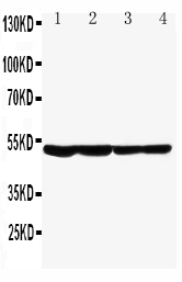 1 - Anti-GFAP Antibody ABO10614