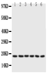 1 - Anti-PLN Antibody ABO10635