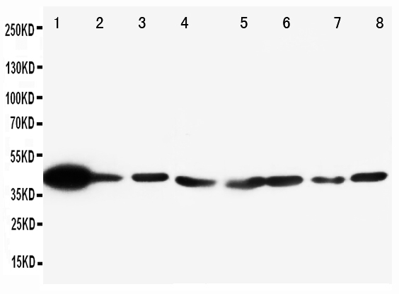 1 - Anti-ERK2 Antibody ABO10636