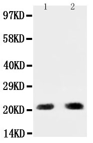 1 - Anti-PUMA Antibody ABO10638