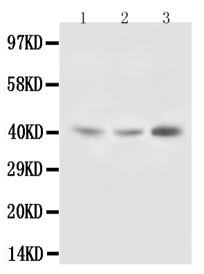 1 - Anti-Decorin Antibody ABO10639
