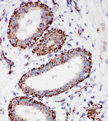 2 - Anti-MTCO1 Antibody ABO10642