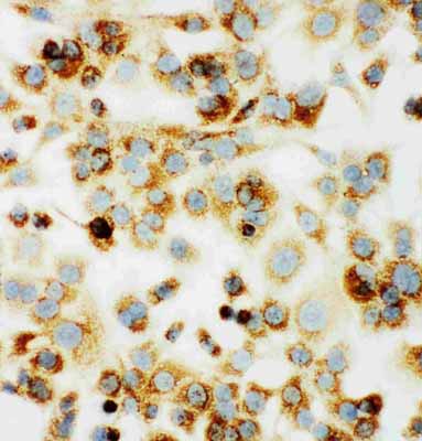 8 - Anti-MTCO1 Antibody ABO10643