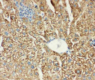 2 - Anti-MTCO1 Antibody ABO10643
