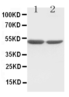 1 - Anti-c-Fos Antibody ABO10644
