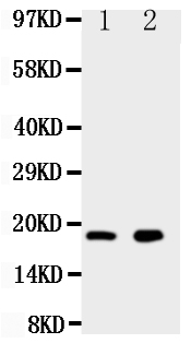 1 - Anti-Ly6al Antibody ABO10653