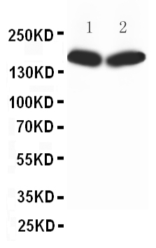 1 - Anti-nNOS(neuronal) Antibody ABO10655