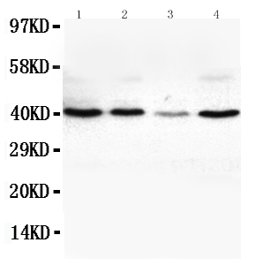 1 - Anti-VEGFD Antibody ABO10658