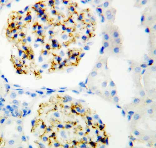 2 - Anti-CD34 Antibody ABO10660