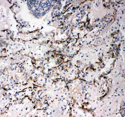 2 - Anti-CD34 Antibody ABO10660