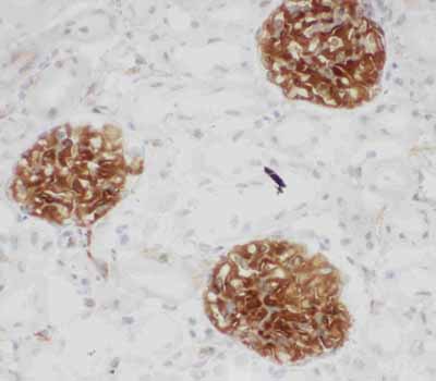 2 - Anti-CD34 Antibody ABO10660