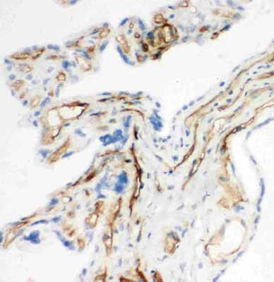 2 - Anti-CD34 Antibody ABO10660