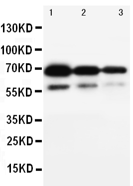 1 - Anti-CD34 Antibody ABO10660