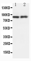 1 - Anti-GRP94 Antibody ABO10665