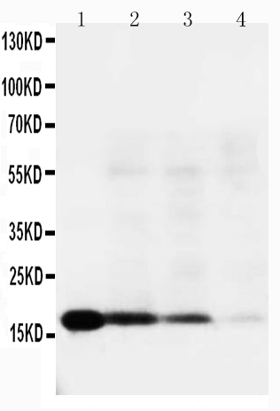1 - Anti-IL-18 Antibody ABO10667