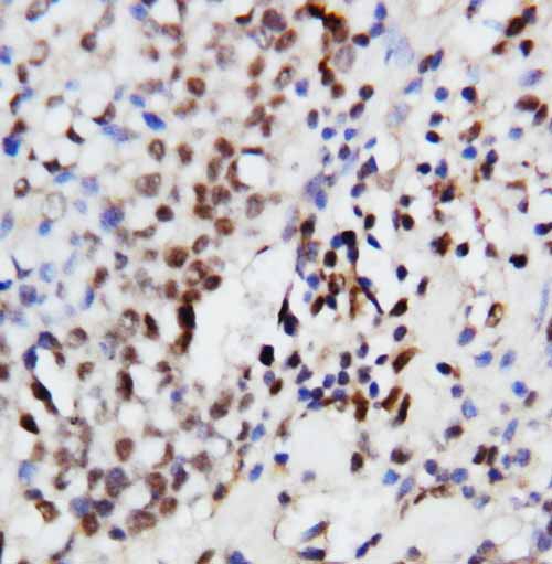 2 - Anti-ERK1 Antibody ABO10668