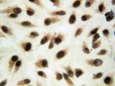 2 - Anti-ERK1 Antibody ABO10668