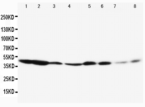 1 - Anti-ERK1 Antibody ABO10668