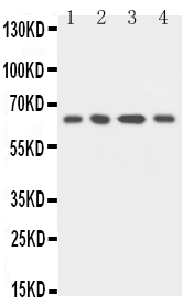1 - Anti-uPAR Antibody ABO10669