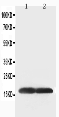 1 - Anti-SOD1 Antibody ABO10670