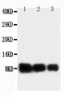 1 - Anti-IL-8 Antibody ABO10677