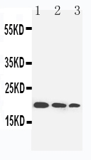 1 - Anti-IL-10 Antibody ABO10678