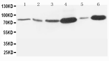 1 - Anti-MMP-9 Antibody ABO10680