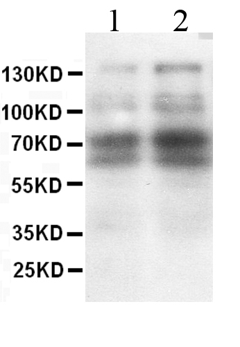 1 - Anti-L-Selectin Antibody ABO10682