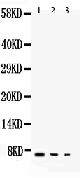 1 - Anti-TGF Alpha Antibody ABO10683