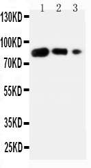 1 - Anti-B7-1/CD80 Antibody ABO10689