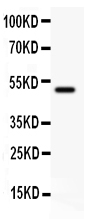 1 - Anti-B7-1/CD80 Antibody ABO10690