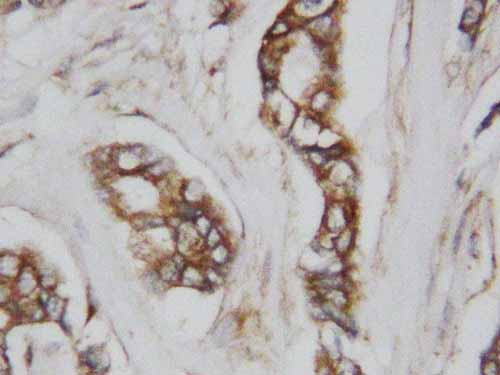 2 - Anti-CDC42 Antibody ABO10691