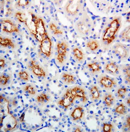2 - Anti-Connexin 32/GJB1 Antibody ABO10692
