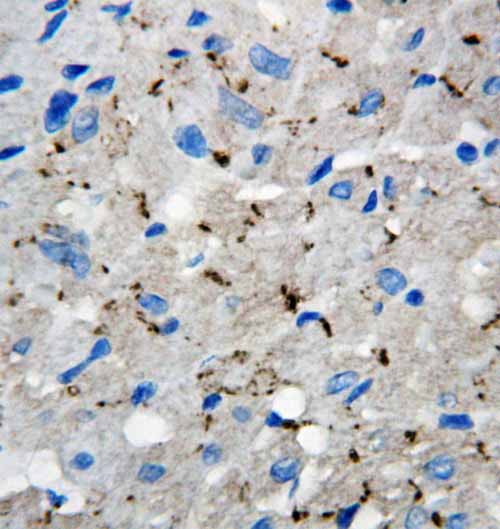 2 - Anti-Connexin 40/GJA5 Antibody ABO10693