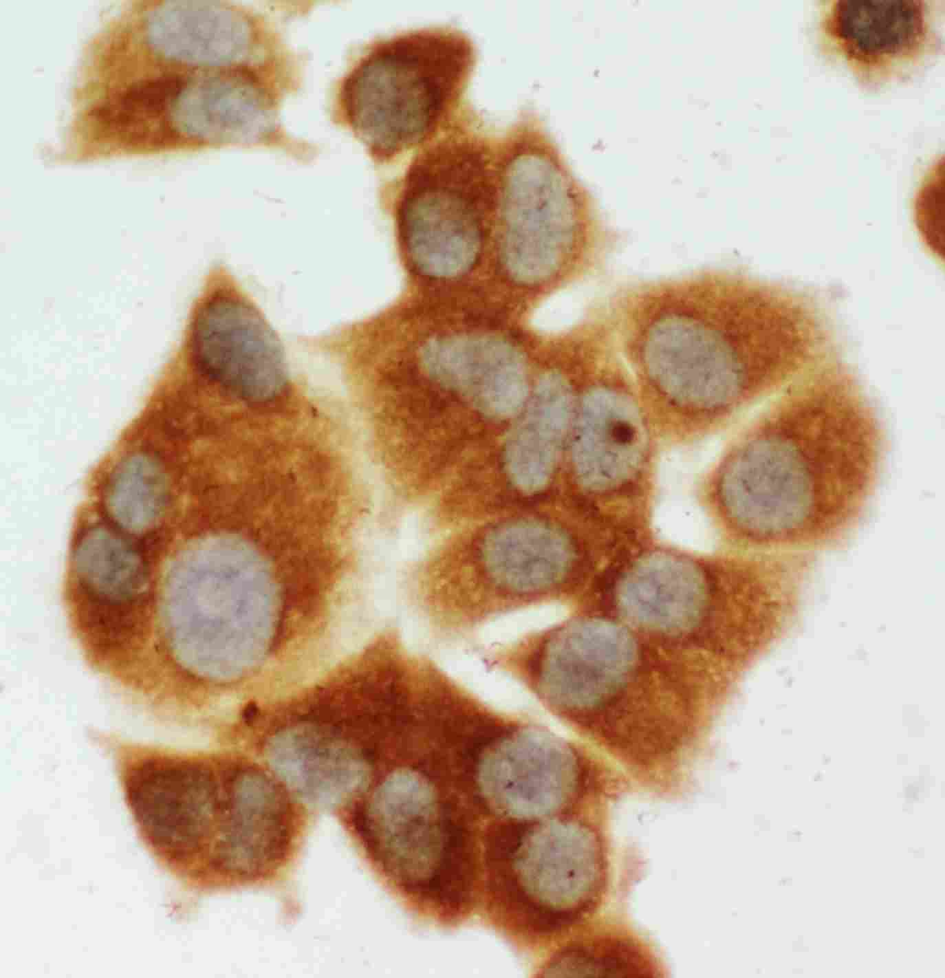 8 - Anti-MEK1 Antibody ABO10700