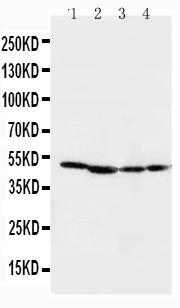 1 - Anti-MEK1 Antibody ABO10700