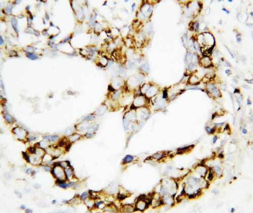 2 - Anti-MEK3 Antibody ABO10701