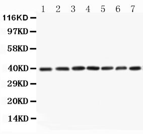 1 - Anti-MEK3 Antibody ABO10702