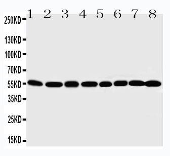 1 - Anti-MDM2 Antibody ABO10704