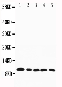 1 - Anti-CCL4/MIP-1 beta Antibody ABO10705