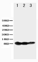 1 - Anti-TNFRSF13C/BAFFR Antibody ABO10715