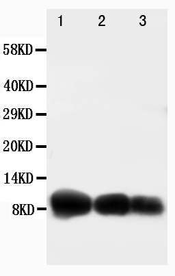 1 - Anti-CXCL10/IP-10 Antibody ABO10719