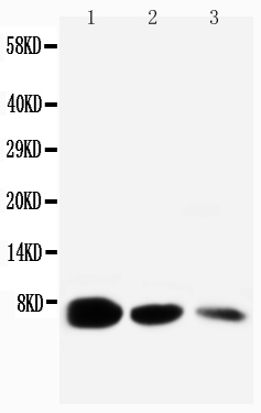 1 - Anti-EGF Antibody ABO10721