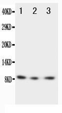 1 - Anti-Fractalkine/CX3CL1 Antibody ABO10723