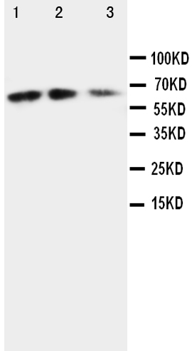 1 - Anti-Fractalkine/CX3CL1 Antibody ABO10724