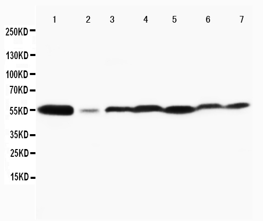 1 - Anti-MAPK8/9 Antibody ABO10730