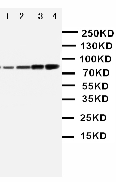 1 - Anti-PI 3 Kinase p85 Alpha Antibody ABO10732