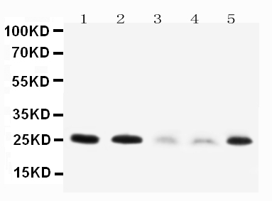 1 - Anti-Pleiotrophin Antibody ABO10736