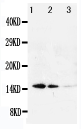 1 - Anti-Galectin-1 Antibody ABO10744