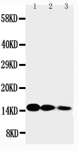 1 - Anti-IL-3 Antibody ABO10745